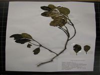 Herbarium sample